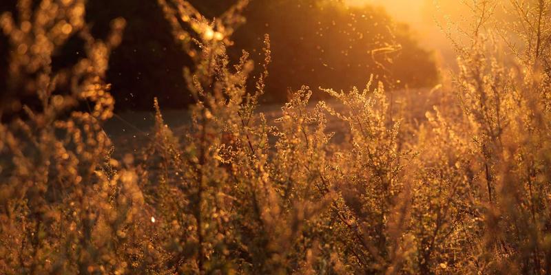 增嘎女孩的双重生活：在城市与牧区之间探寻女性心灵成长之路